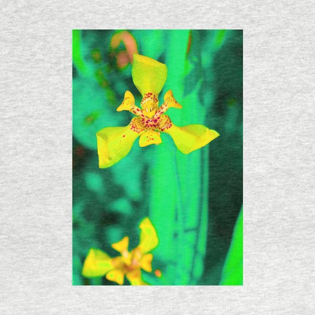 Yellow lily blossom on turquoise green background by kall3bu